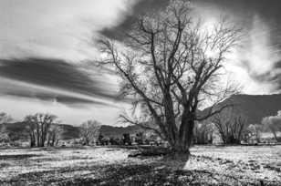 Old cottonwood-2485